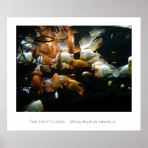 Póster Red Devil Cichlids