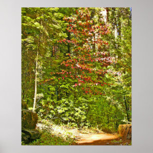 Póster Red Dogwood