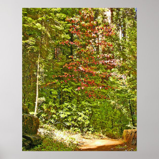 Póster Red Dogwood (Frente)