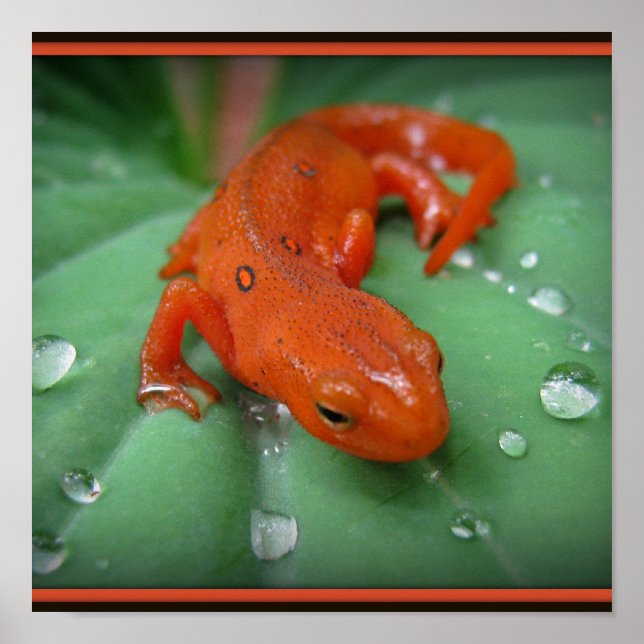 Póster Red Eft (Frente)