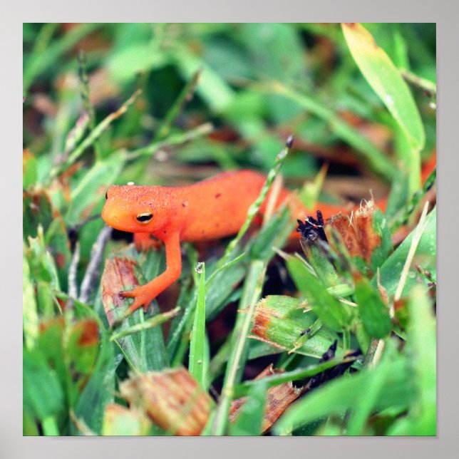 Póster Red Eft Naranja Salamander Naturaleza 1 (Frente)