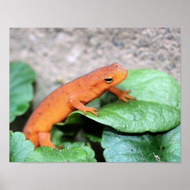 Póster Red Eft Naranja Salamander Naturaleza 2 (Frente)