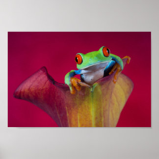 Póster Red eyed tree frog in red flower