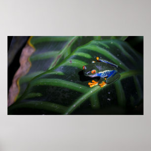 Póster Red Eyes Frog On Leaf