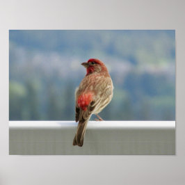Póster Red Finch Check out the View.