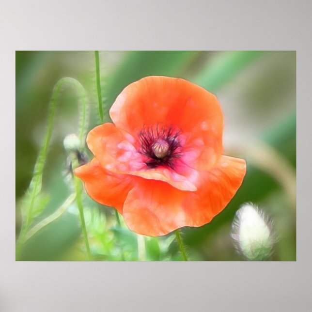Póster Red Flanders Poppy (Frente)