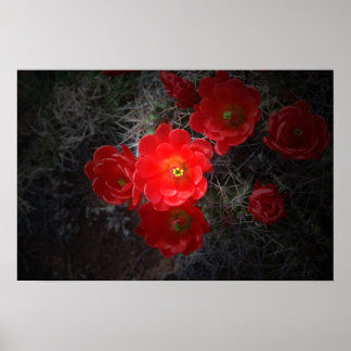Póster Red Flowering Cactus, Desert Poster