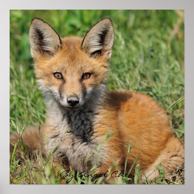 Póster Red Fox Bonito completo rez, De Angel Cher (Frente)