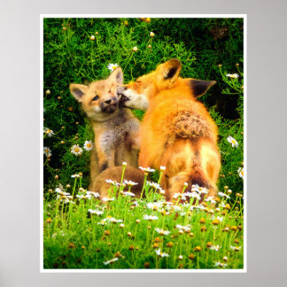 Póster Red Fox Family Wildlife Tender Nature Art Print