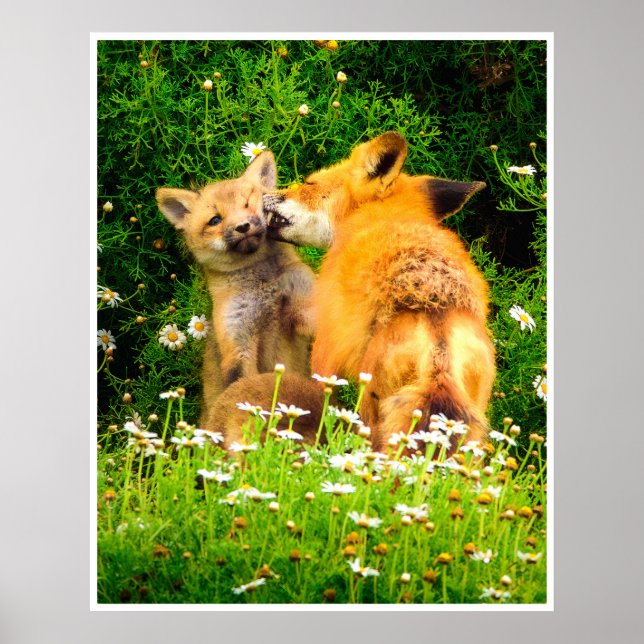 Póster Red Fox Family Wildlife Tender Nature Art Print (Frente)