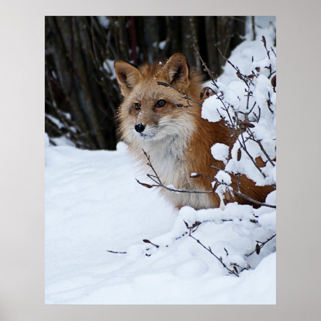 Póster Red Fox in the Snow (Frente)