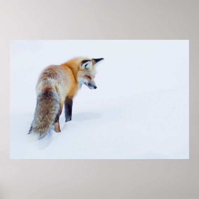 Póster Red Fox in Winter (Frente)
