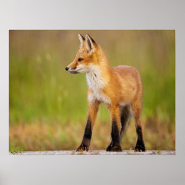 Póster Red Fox Kit