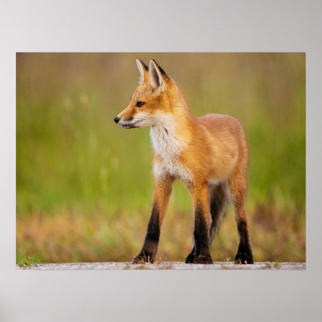 Póster Red Fox Kit (Frente)