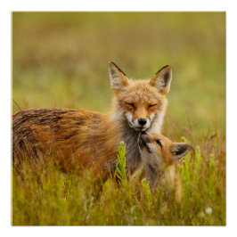 Póster Red Fox Kit busca a Momma Vixen