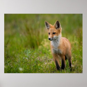 Póster Red Fox Kit En Grassy Meadow