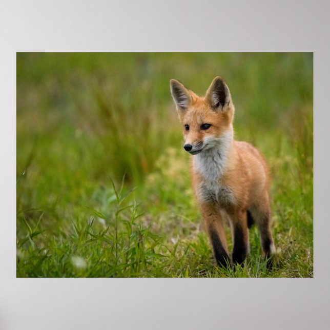 Póster Red Fox Kit En Grassy Meadow (Frente)