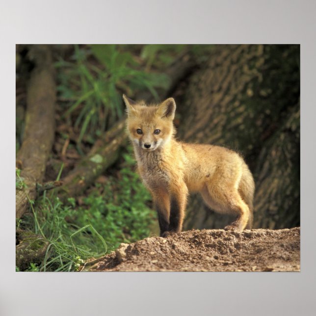 Póster Red Fox pup in front of den (Vulpes vulpes) (Frente)