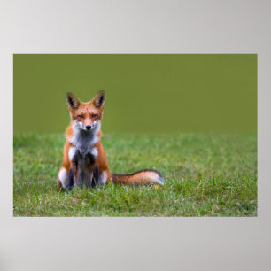 Póster Red Fox Sitting
