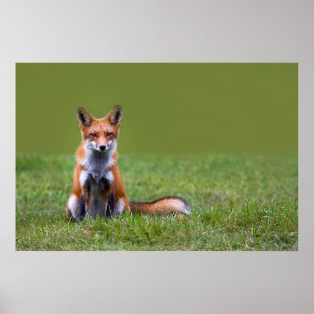 Póster Red Fox Sitting (Frente)