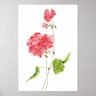 Póster red geranium watercolour flowers