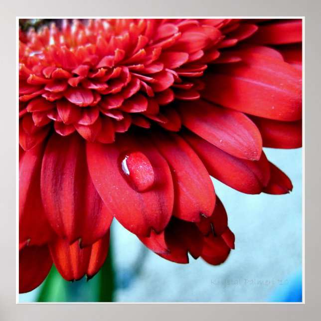 Póster Red Gerber (Frente)