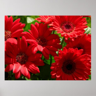 Póster Red Gerber Daisies 2012 5a
