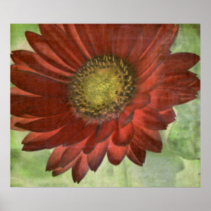 Póster Red Gerbera