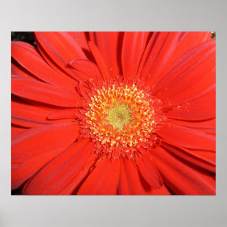 Póster Red Gerbera Daisy Poster