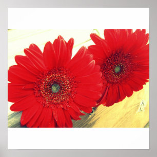 Póster Red Gerberas Canvas Print