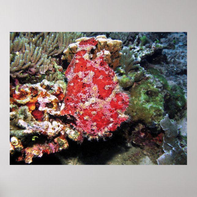 Póster Red Giant Frogfish (Frente)