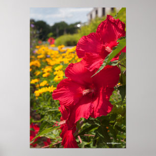 Póster Red Hibiscus