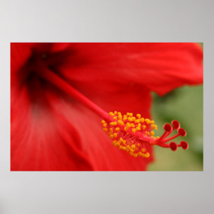 Póster Red Hibiscus