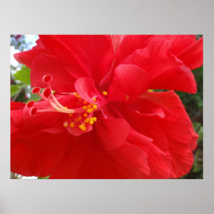 Póster Red Hibiscus