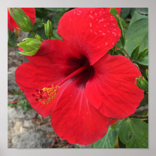 Póster Red Hibiscus Flower Park Güell Barcelona