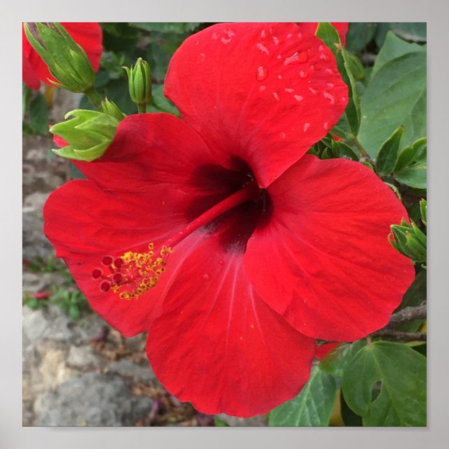 Póster Red Hibiscus Flower Park Güell Barcelona (Frente)