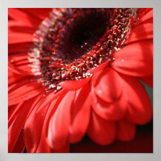 Póster Red Hot Gerbera
