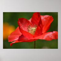 Red Iceland Poppy Flower