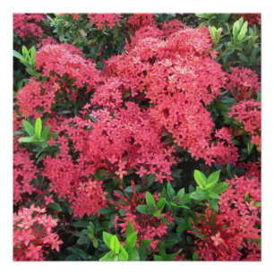 Póster Red Ixora Cluster