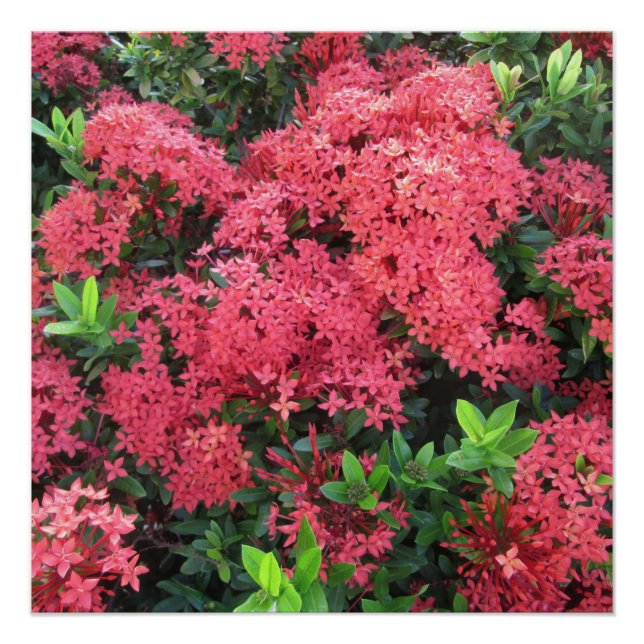 Póster Red Ixora Cluster (Anverso)