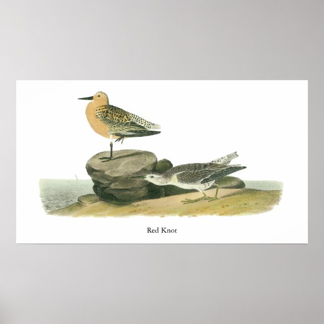 Póster Red Knot, John Audubon (Frente)