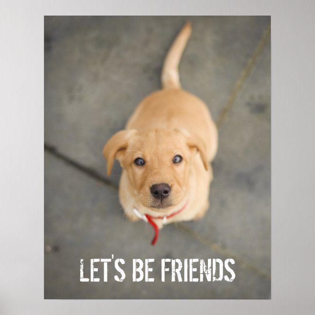 Póster Red Labrador Puppy (Frente)