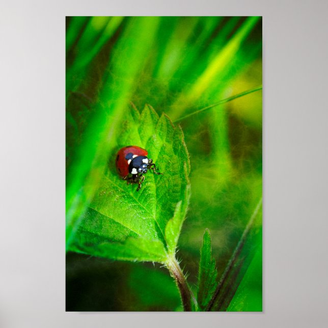 Póster Red Ladybird (Frente)