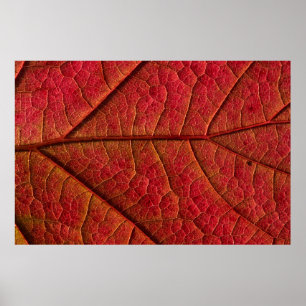 PÓSTER RED LEAF