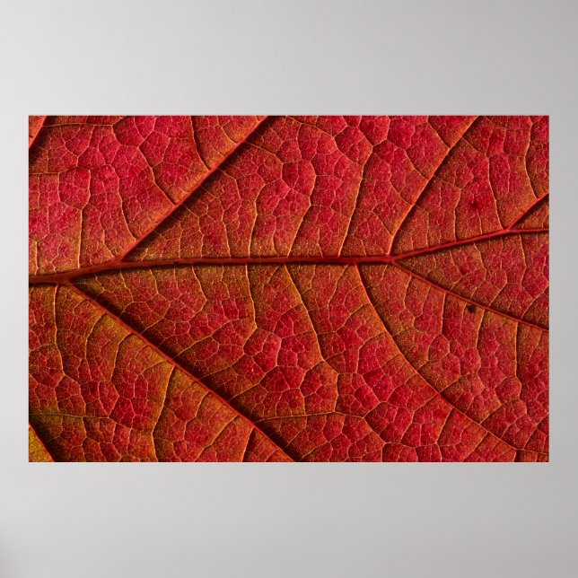 PÓSTER RED LEAF (Frente)