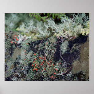 Póster Red Matchstick Lichen