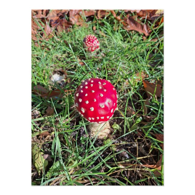 Póster Red mushroom  (Anverso)