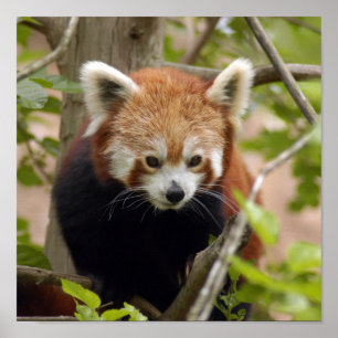 Póster red-panda-023