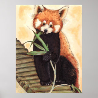 Póster Red Panda Nom