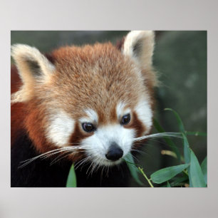 Póster Red Panda, Taronga Zoo, Sydney, Australia